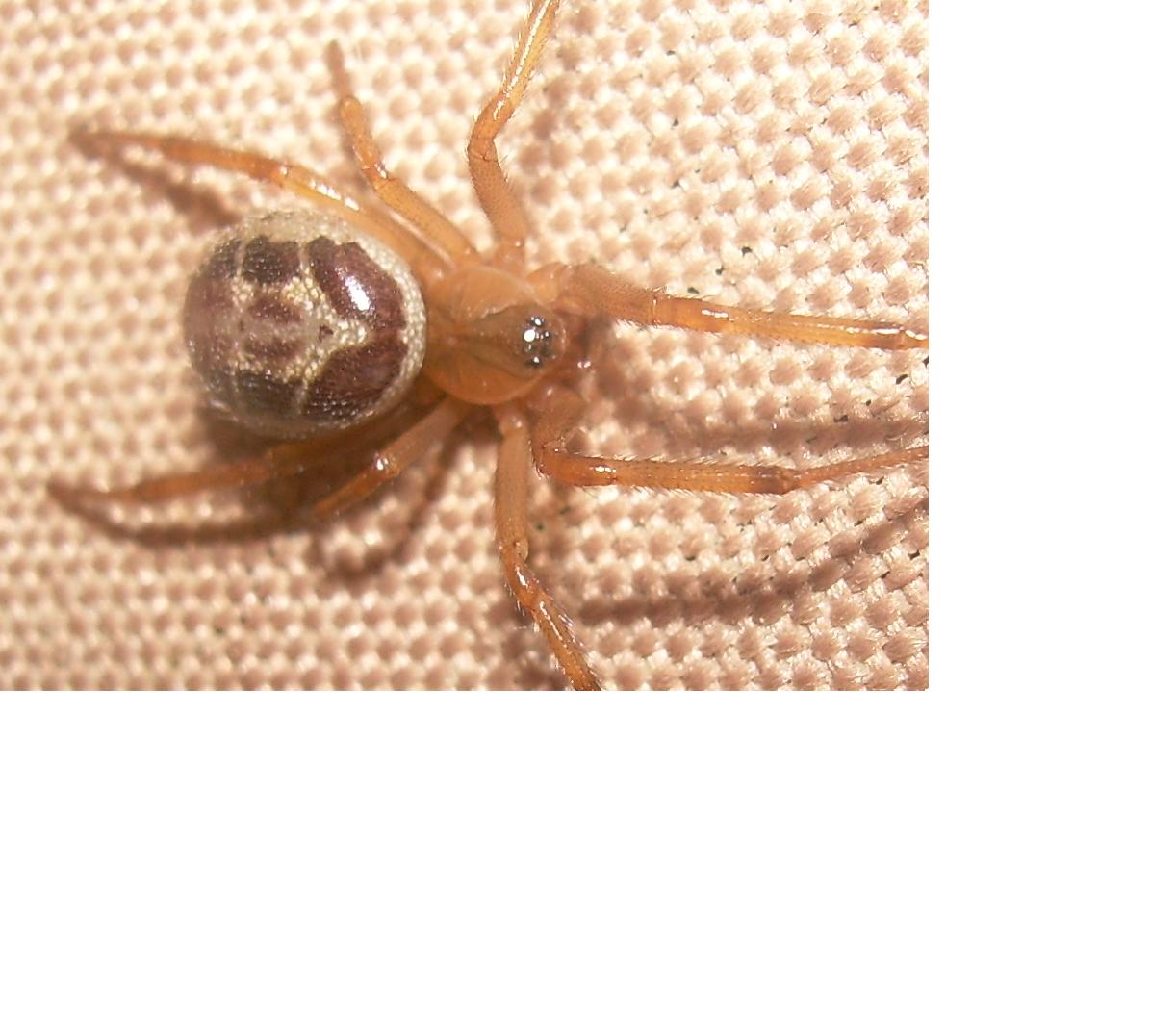 Steatoda nobilis
